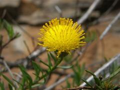 Pentatrichia integra