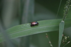 Callirhinus metallescens