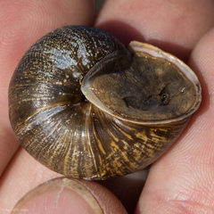 Helminthoglypta nickliniana