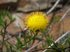 Pentatrichia integra