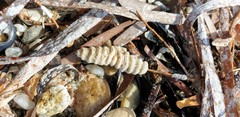 Densipora corrugata