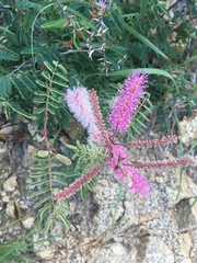 Mimosa dysocarpa