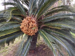 Cycas revoluta