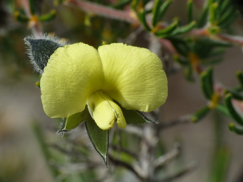Gompholobium tomentosum Labill.