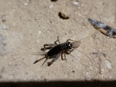 Eumodicogryllus bordigalensis