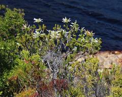 Erica thomae thomae