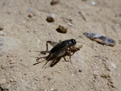 Eumodicogryllus bordigalensis