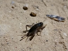 Eumodicogryllus bordigalensis