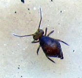 Dicyrtoma