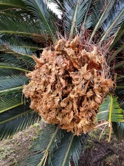 Cycas revoluta