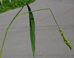 Setaria verticillata ambigua
