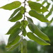 Salix kusanoi - Photo (c) 潘立傑 LiChieh Pan, algunos derechos reservados (CC BY-NC-SA)