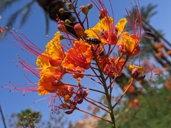 Acmaeodera gibbula