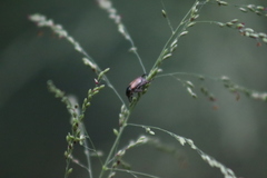 Callirhinus metallescens