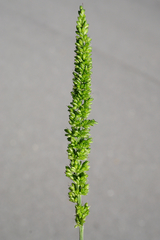 Setaria verticillata ambigua