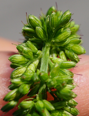 Setaria verticillata ambigua