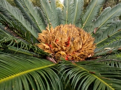 Cycas revoluta