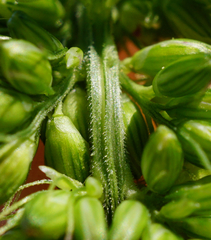 Setaria verticillata ambigua