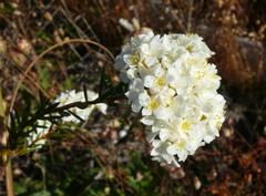 Lachnaea