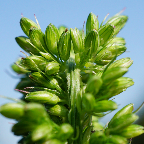 Setaria verticillata iNat (2)