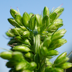Setaria verticillata ambigua