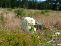 Lachnaea