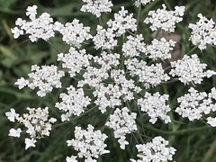 Daucus carota