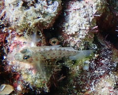 Coryphopterus dicrus