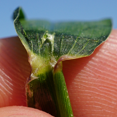 Setaria verticillata ambigua