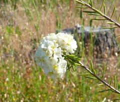 Lachnaea