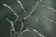 Callirhinus metallescens