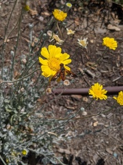 Poecilanthrax eremicus