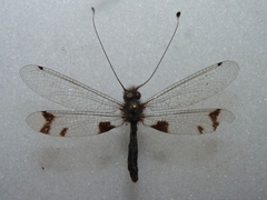 Ululodes arizonensis