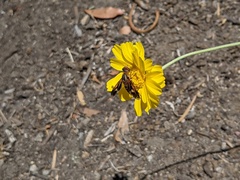 Poecilanthrax eremicus