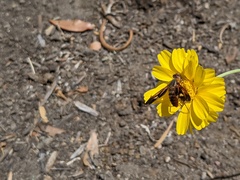 Poecilanthrax eremicus