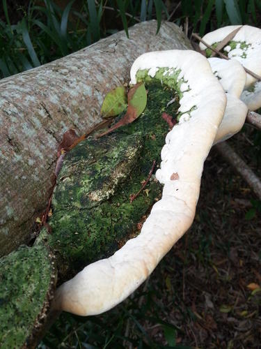 Trametes meyenii image
