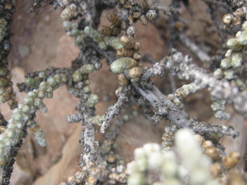 Caroxylon tuberculatum (Caroxylon tuberculatum)