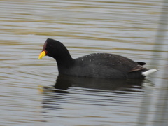 Fulica rufifrons