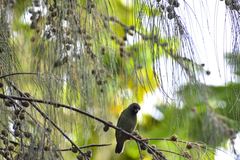 Erythrura pealii