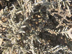 Caroxylon tuberculatum