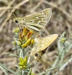 Hesperia assiniboia