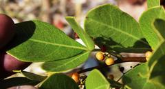Searsia laevigata laevigata