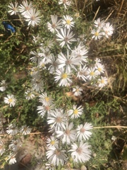 Symphyotrichum hallii