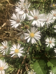 Symphyotrichum hallii