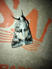 Melipotis agrotoides