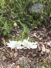 Artedia squamata