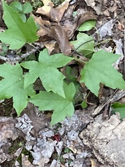 Liquidambar styraciflua