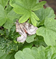 Catocala semirelicta