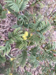 Acacia nanodealbata