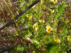 Aspalathus retroflexa retroflexa